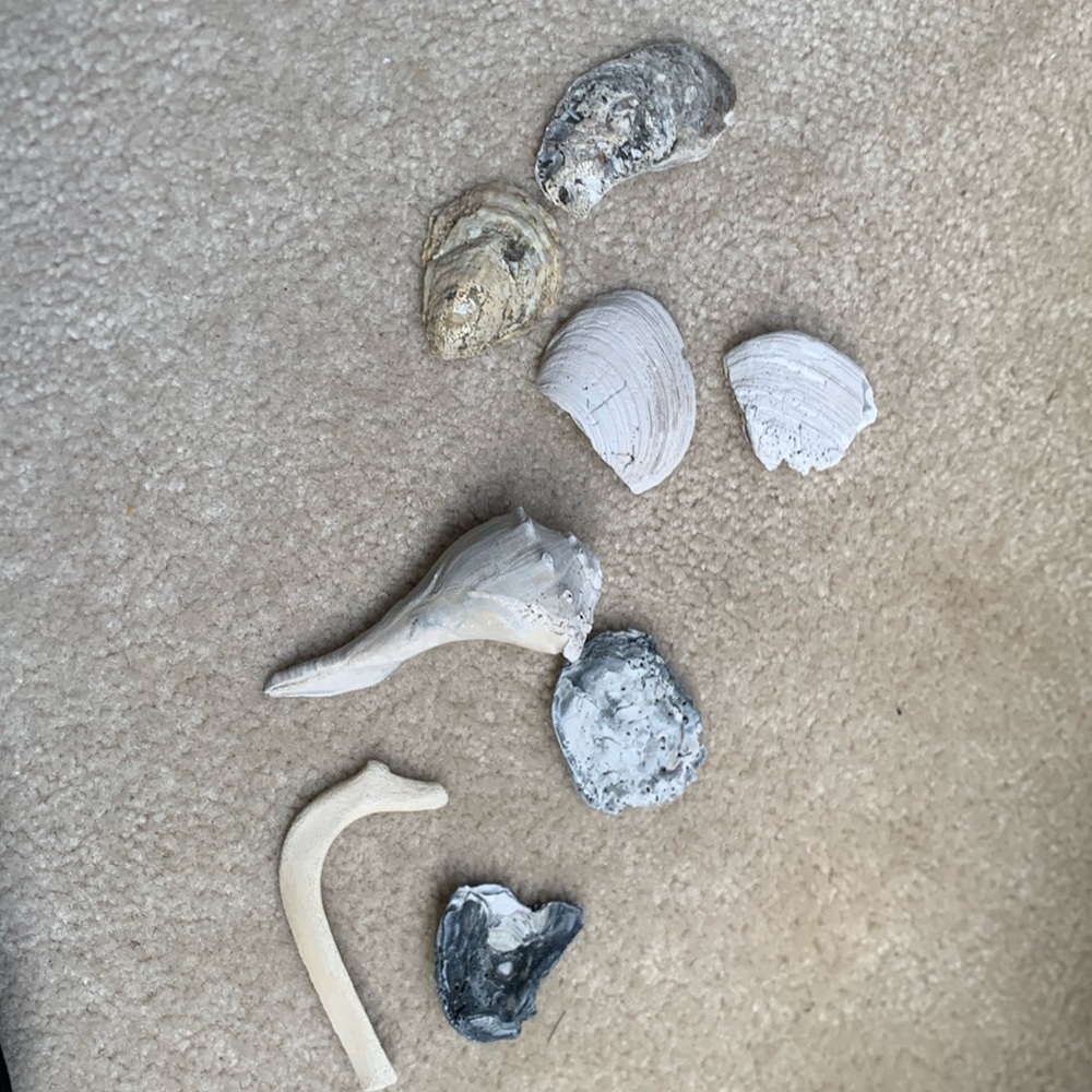 These are hand found seashells